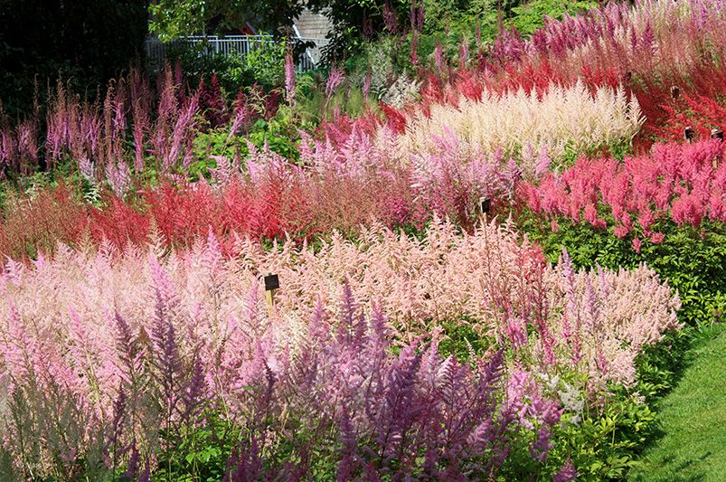 14 Most Popular Perennial Plants for Colorful Gardens - Shrubhub