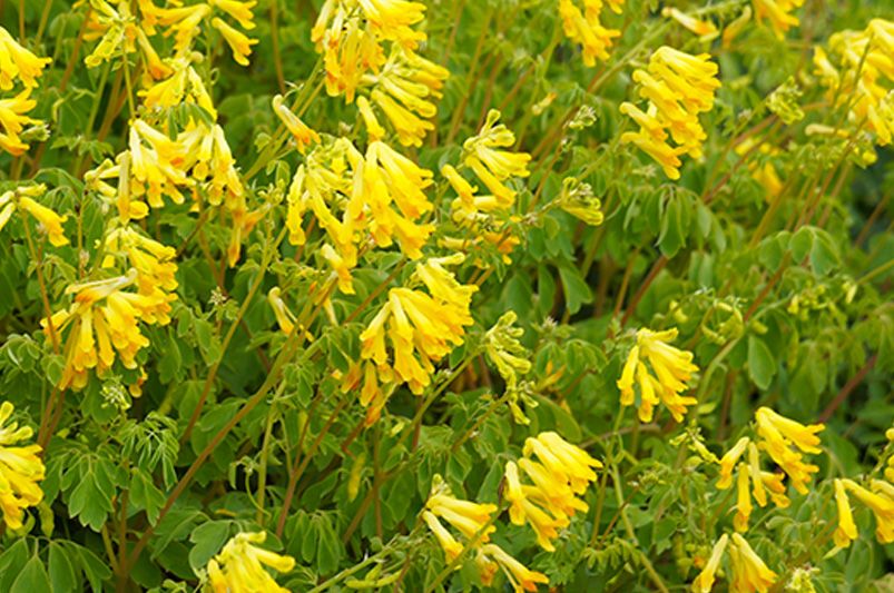 Top 10 Perennials That Thrive in Full Shade Conditions - Shrubhub