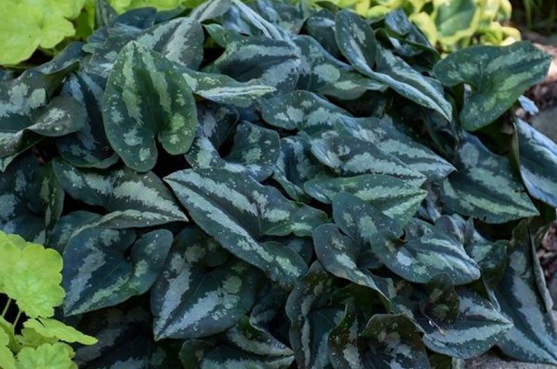 Top 10 Perennials That Thrive in Full Shade Conditions - Shrubhub