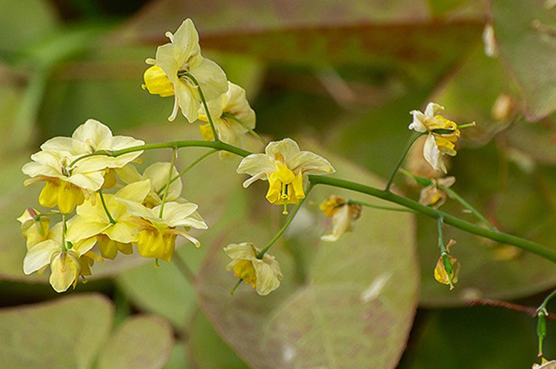 Top 10 Perennials That Thrive in Full Shade Conditions - Shrubhub
