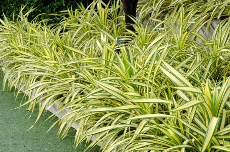Top 10 Perennials That Thrive in Full Shade Conditions - Shrubhub