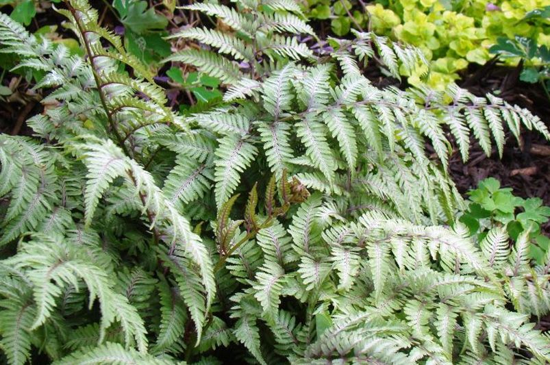 Top 10 Perennials That Thrive in Full Shade Conditions - Shrubhub
