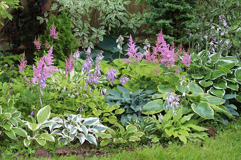 Top 10 Perennials That Thrive in Full Shade Conditions - Shrubhub