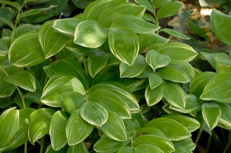 Top 10 Perennials That Thrive in Full Shade Conditions - Shrubhub