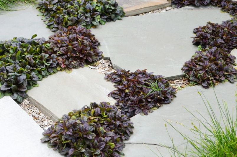 Top 10 Perennials That Thrive in Full Shade Conditions - Shrubhub