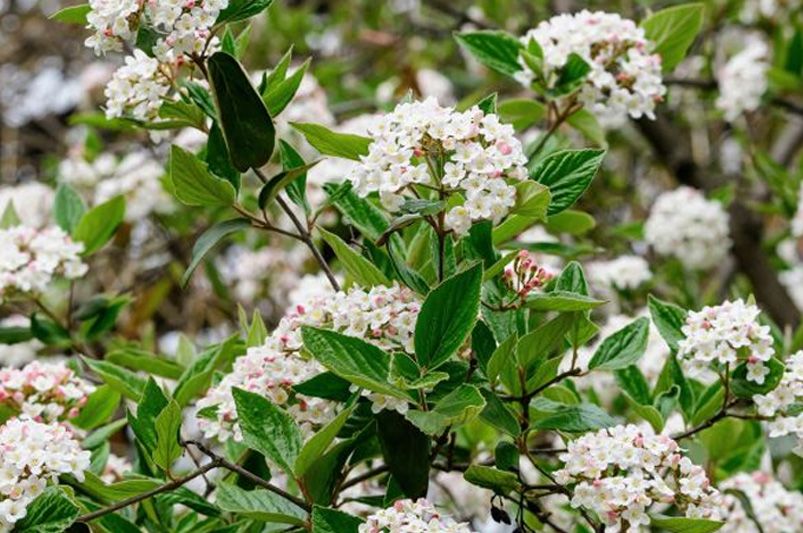 How to Grow Viburnum: Tips for Thriving Shrubs - Shrubhub