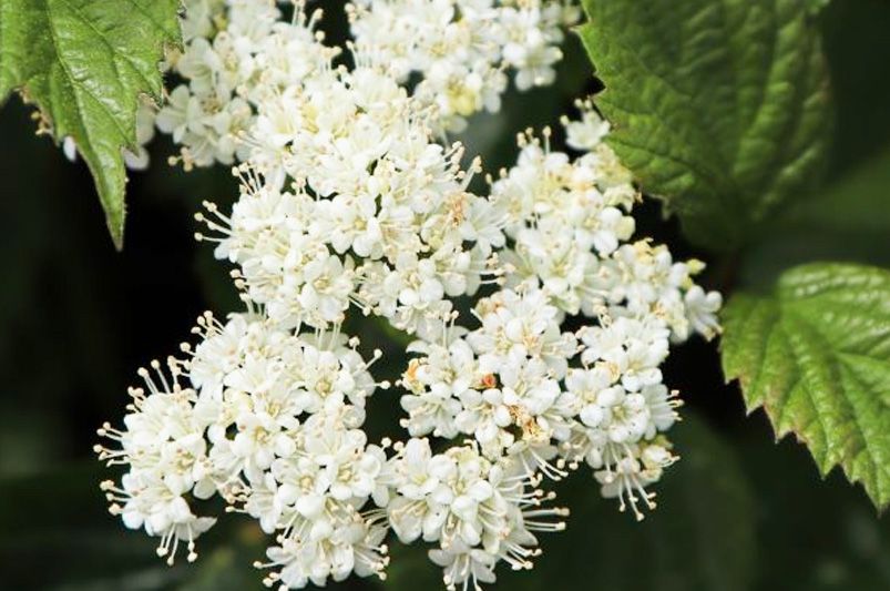How to Grow Viburnum: Tips for Thriving Shrubs - Shrubhub