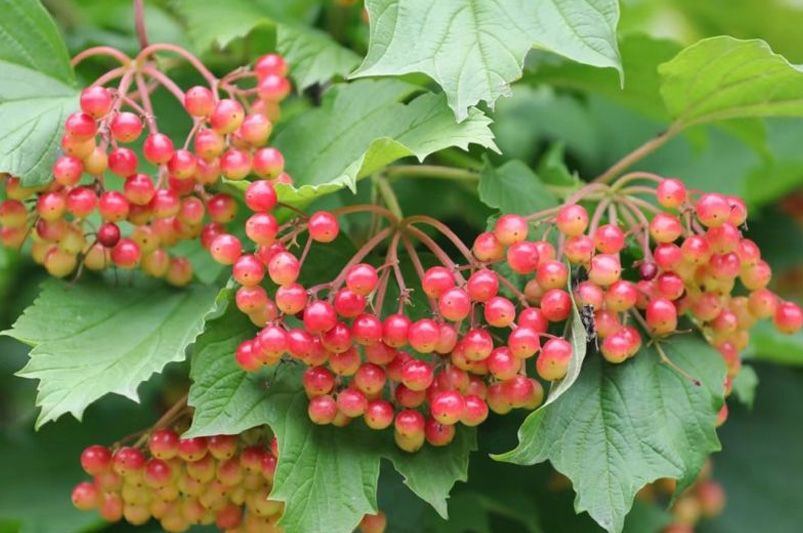 How to Grow Viburnum: Tips for Thriving Shrubs - Shrubhub