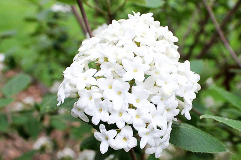 How to Grow Viburnum: Tips for Thriving Shrubs - Shrubhub