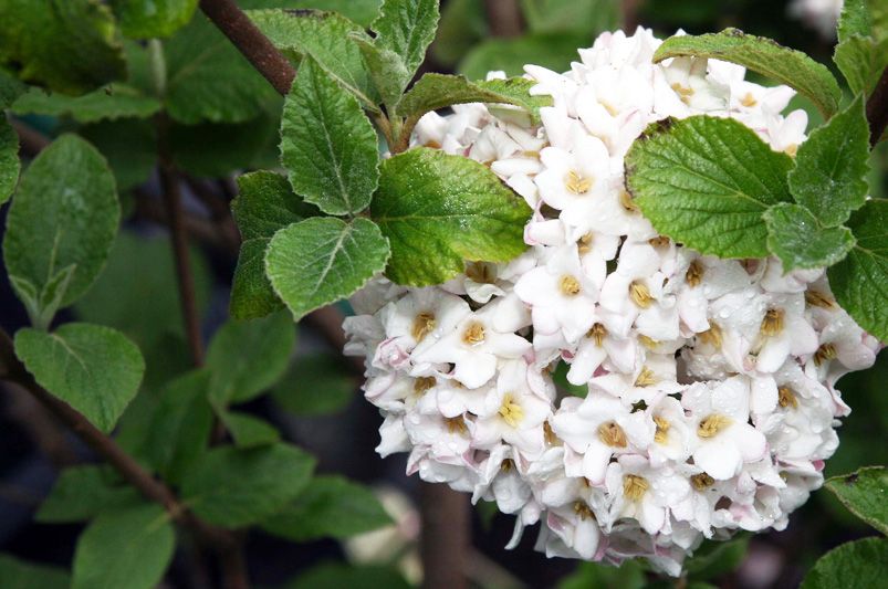 How to Grow Viburnum: Tips for Thriving Shrubs - Shrubhub