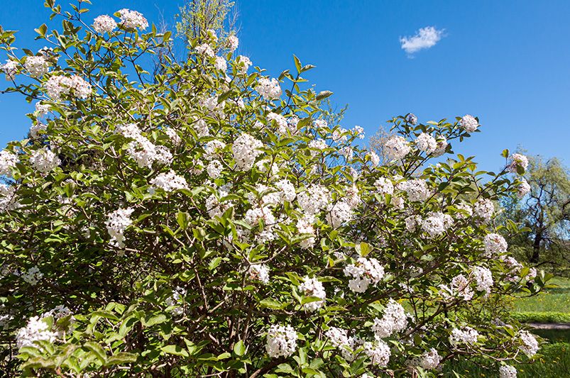 How to Grow Viburnum: Tips for Thriving Shrubs - Shrubhub