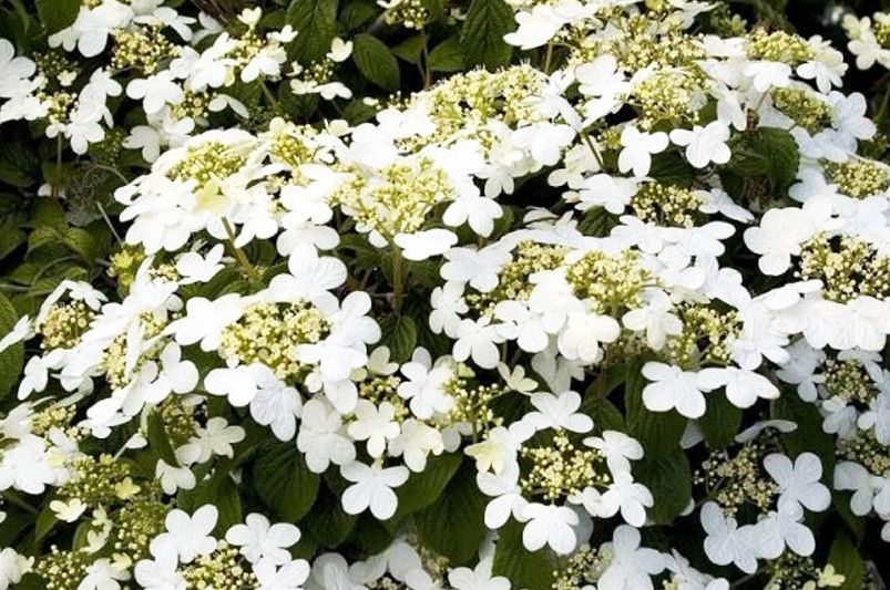 How to Grow Viburnum: Tips for Thriving Shrubs - Shrubhub