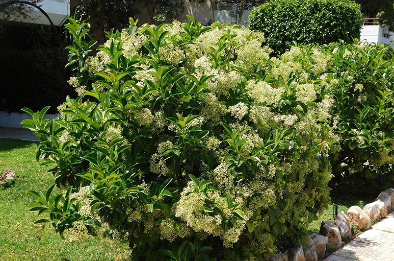 How to Grow Viburnum: Tips for Thriving Shrubs