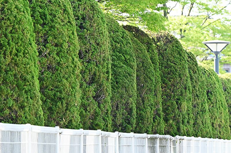 Essential Tips for Choosing Shrubs & Hedges for Privacy - Shrubhub