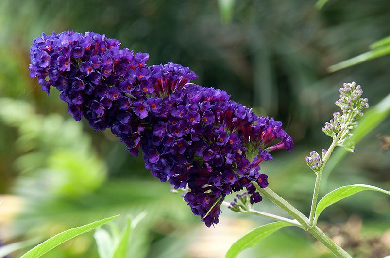 Are Butterfly Bushes Good for Your Garden? - Shrubhub