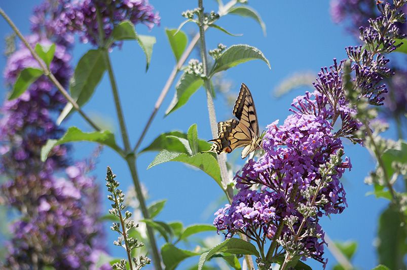 Are Butterfly Bushes Good for Your Garden? - Shrubhub