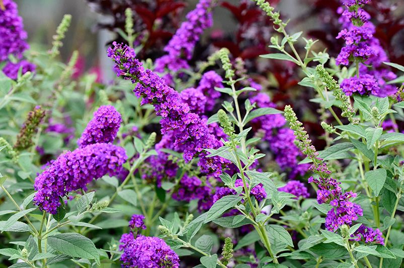 Are Butterfly Bushes Good for Your Garden? - Shrubhub