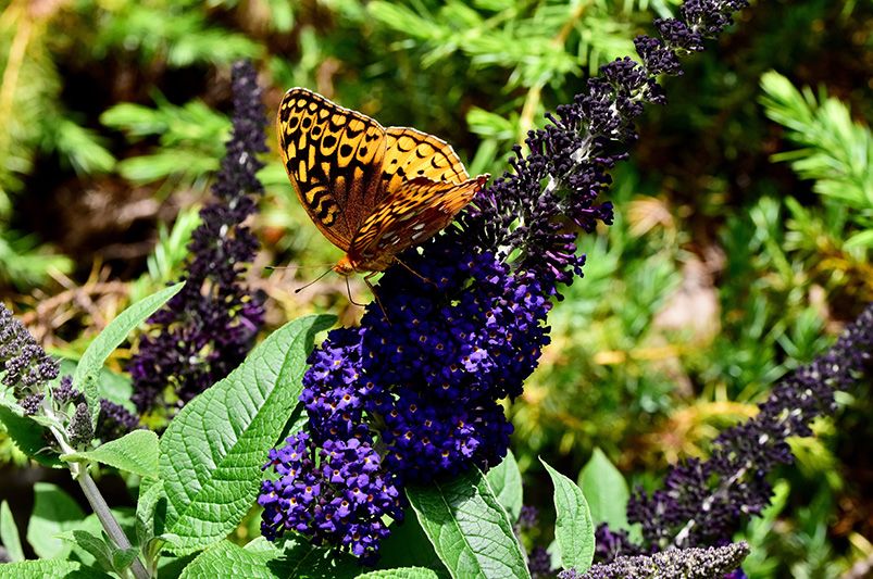 Are Butterfly Bushes Good for Your Garden? - Shrubhub