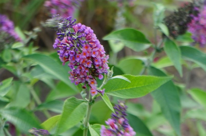 Are Butterfly Bushes Good for Your Garden? - Shrubhub