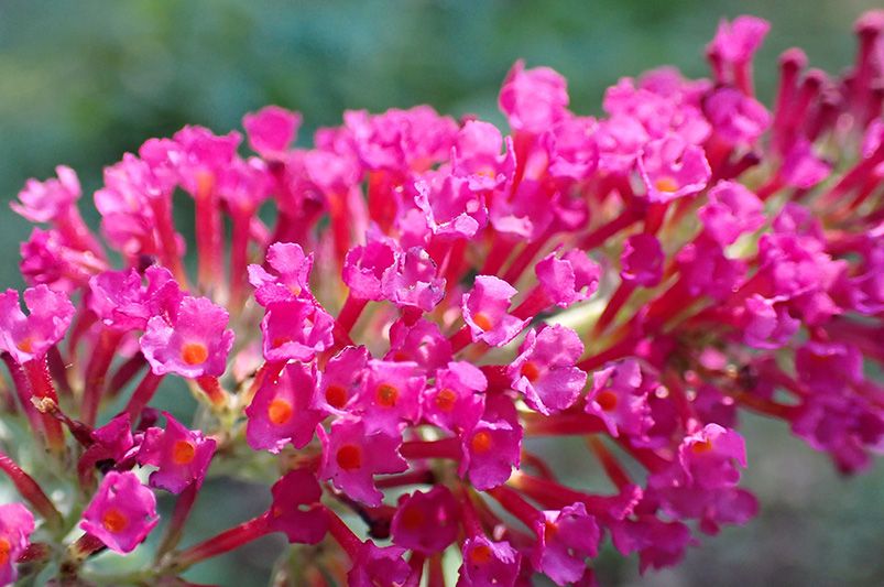 Are Butterfly Bushes Good for Your Garden? - Shrubhub