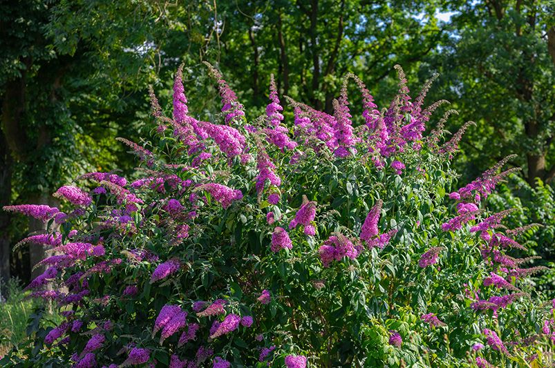Are Butterfly Bushes Good for Your Garden? - Shrubhub