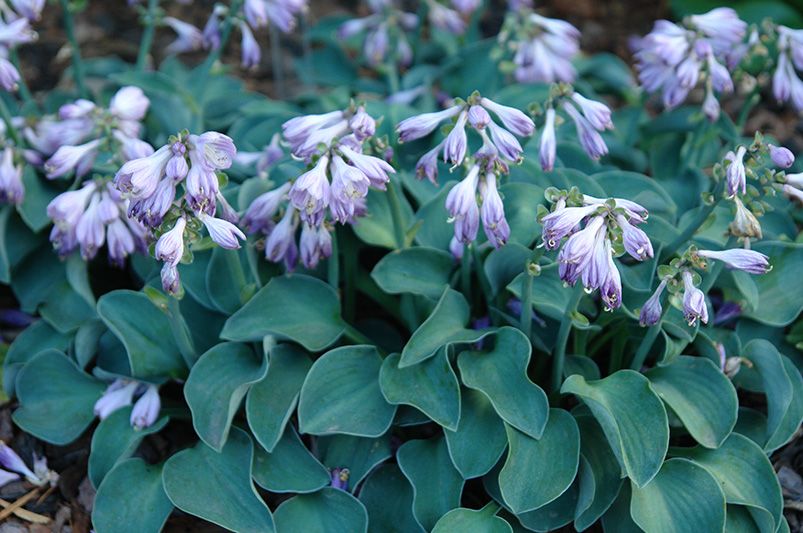 When (and How) to Divide Hostas for a Healthier, Fuller Garden - Shrubhub
