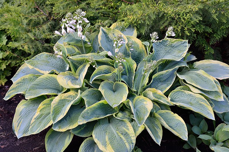 When (and How) to Divide Hostas for a Healthier, Fuller Garden - Shrubhub