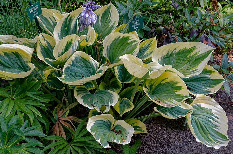 When (and How) to Divide Hostas for a Healthier, Fuller Garden - Shrubhub