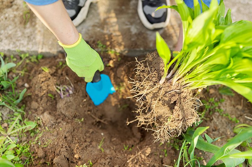 When (and How) to Divide Hostas for a Healthier, Fuller Garden - Shrubhub