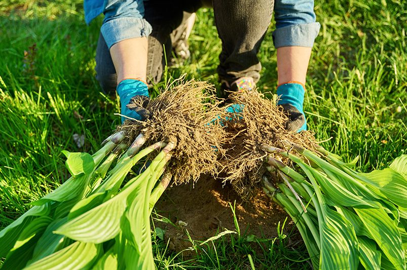 When (and How) to Divide Hostas for a Healthier, Fuller Garden - Shrubhub