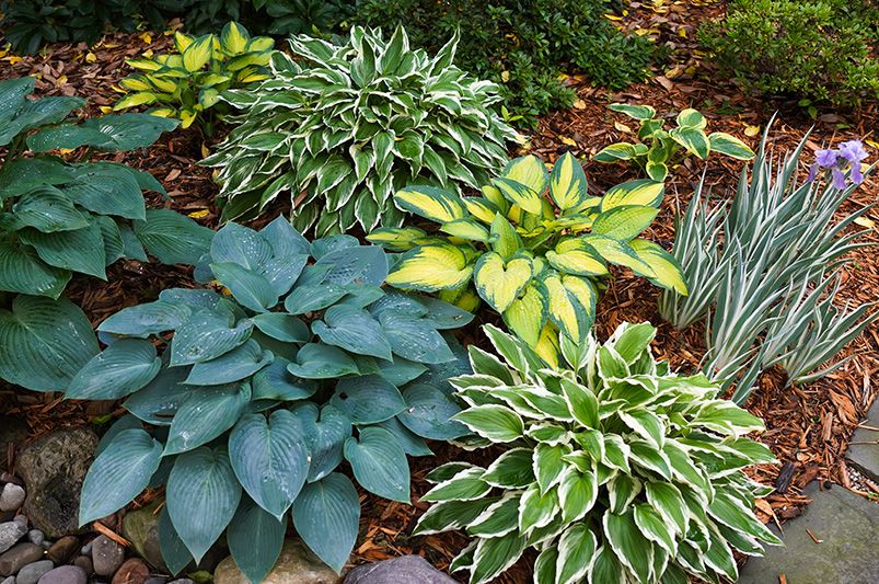 When (and How) to Divide Hostas for a Healthier, Fuller Garden - Shrubhub