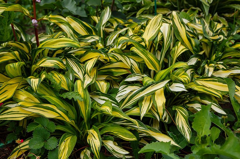 When (and How) to Divide Hostas for a Healthier, Fuller Garden - Shrubhub