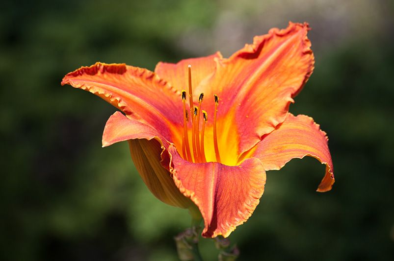 How to Fertilize Daylilies for Bigger, Bolder Blooms - Shrubhub