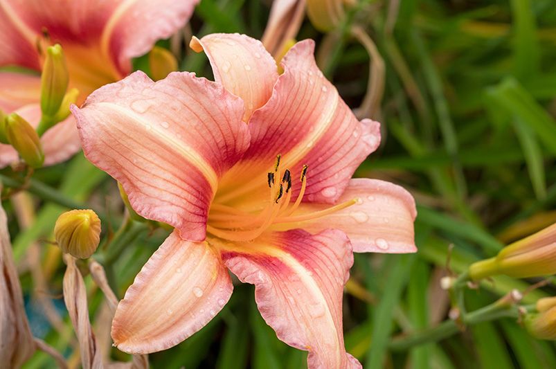 How to Fertilize Daylilies for Bigger, Bolder Blooms - Shrubhub