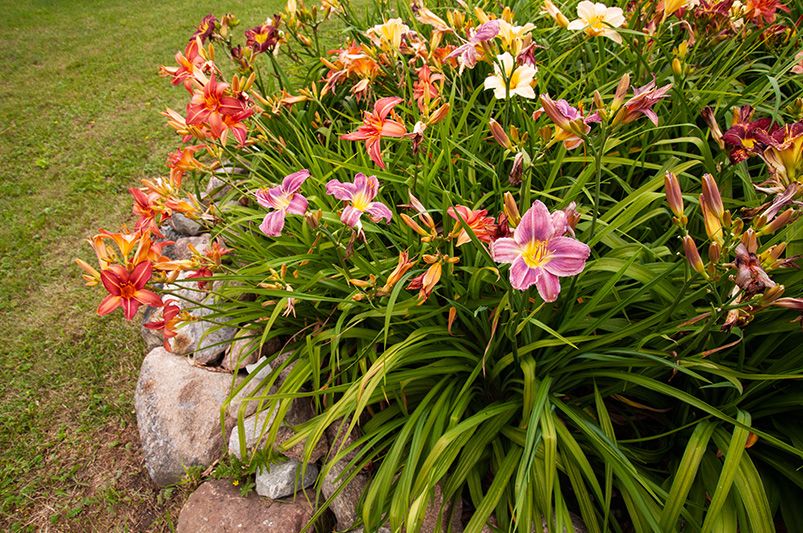 How to Fertilize Daylilies for Bigger, Bolder Blooms - Shrubhub