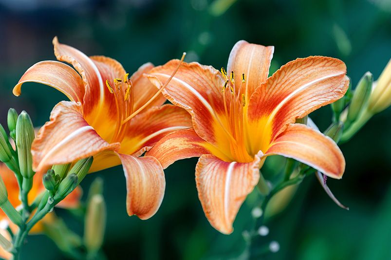 How to Fertilize Daylilies for Bigger, Bolder Blooms - Shrubhub