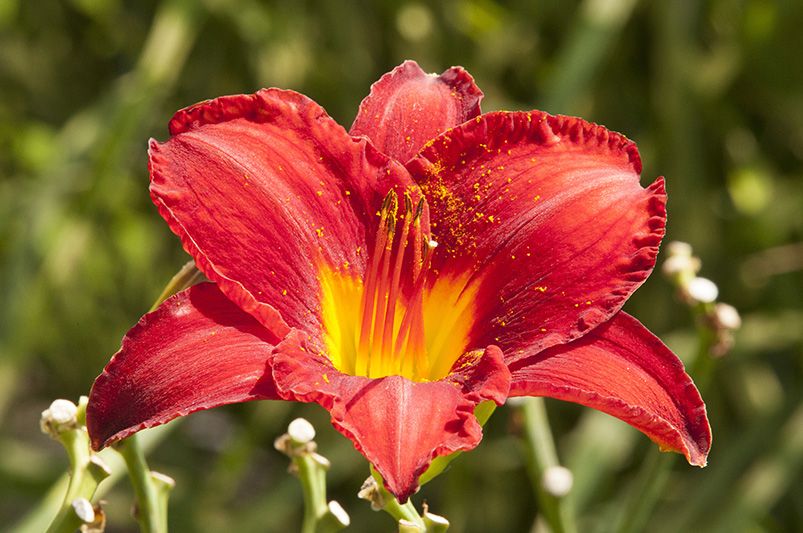 How to Fertilize Daylilies for Bigger, Bolder Blooms - Shrubhub