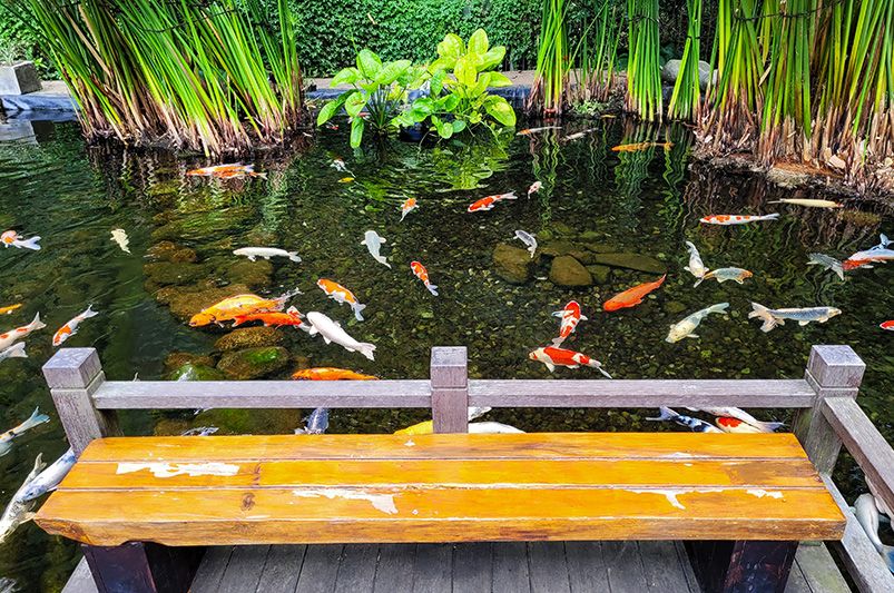 Why Every Garden Needs a Pond: Beauty, Balance & Backyard Bliss - Shrubhub