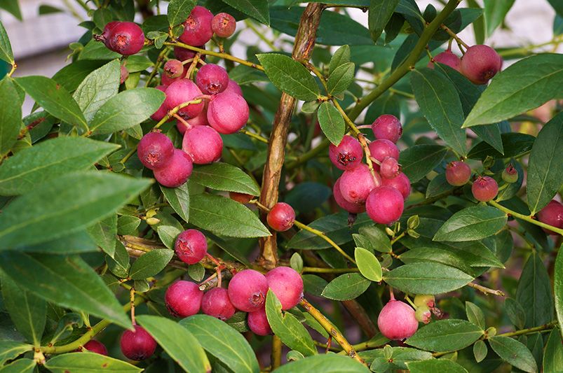 How to Grow Juicy Fruit Bushes in Any Garden - Shrubhub
