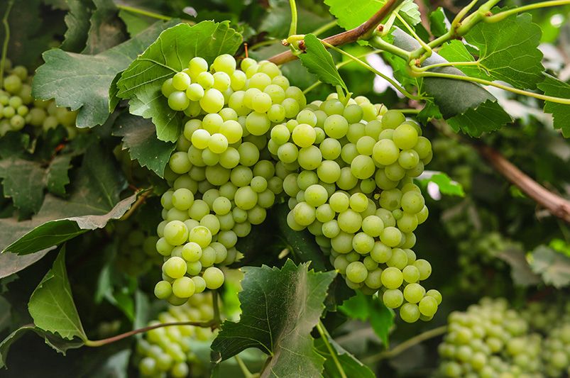 How to Grow Juicy Fruit Bushes in Any Garden - Shrubhub
