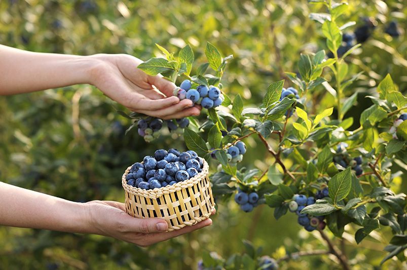 How to Grow Juicy Fruit Bushes in Any Garden - Shrubhub