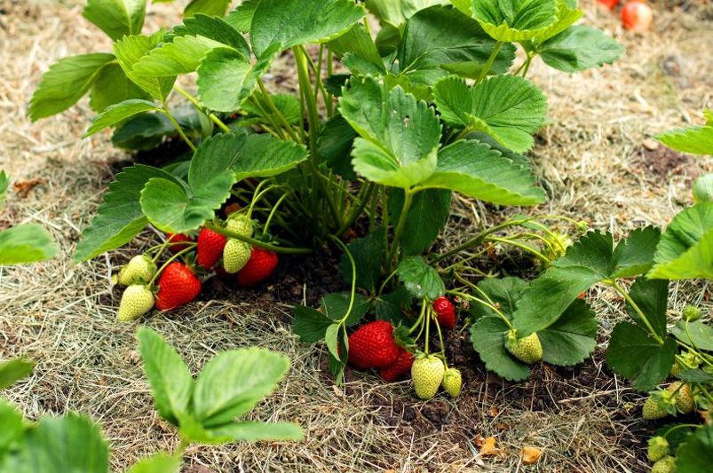 How to Grow Juicy Fruit Bushes in Any Garden - Shrubhub