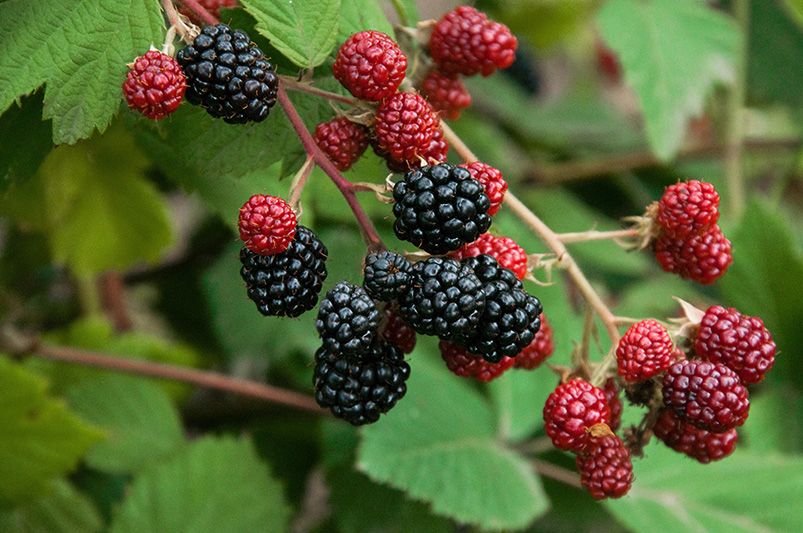 How to Grow Juicy Fruit Bushes in Any Garden - Shrubhub
