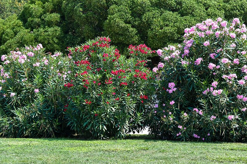 Best Outdoor Plants for California: Heat-Loving Varieties - Shrubhub