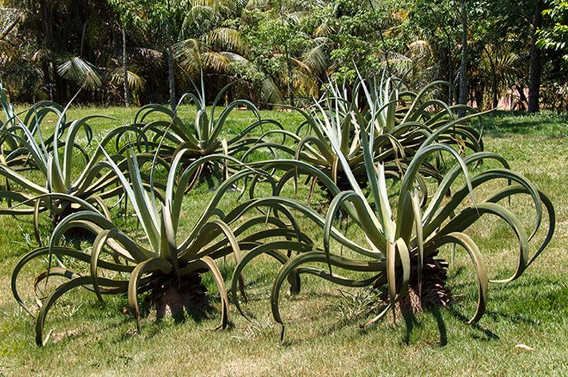 Best Outdoor Plants for California: Heat-Loving Varieties - Shrubhub