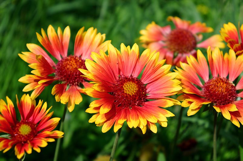 What is the Best Perennial Plant in Florida? Our 10 Top Picks - Shrubhub