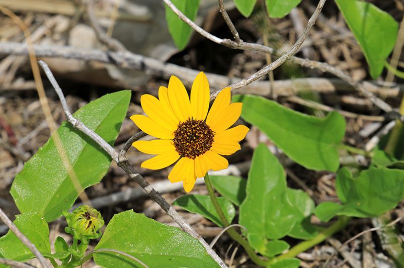 What is the Best Perennial Plant in Florida? Our 10 Top Picks - Shrubhub