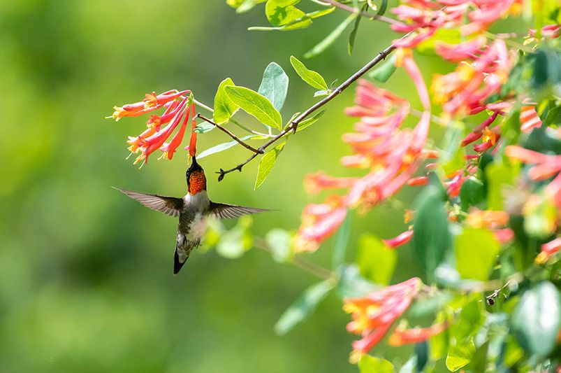 What is the Best Perennial Plant in Florida? Our 10 Top Picks - Shrubhub