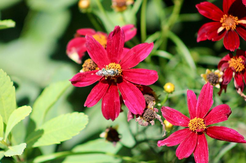 What is the Best Perennial Plant in Florida? Our 10 Top Picks - Shrubhub