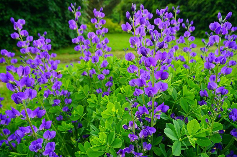 What grows best in North Carolina? ShrubHub's Top 15 Picks - Shrubhub